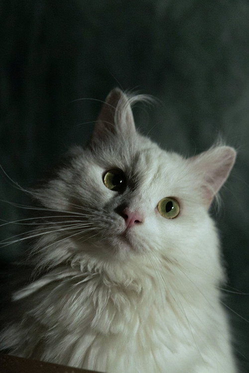 Photo of Coco, Acting