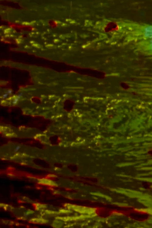 Movie poster for Tar Pits Film (2006)