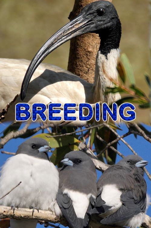 Movie poster for Breeding (2021)
