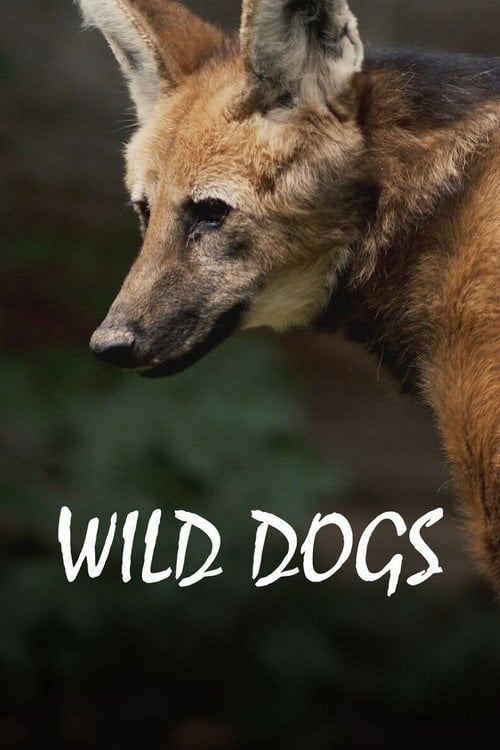 Series poster for Chats et chiens sauvages (2022)
