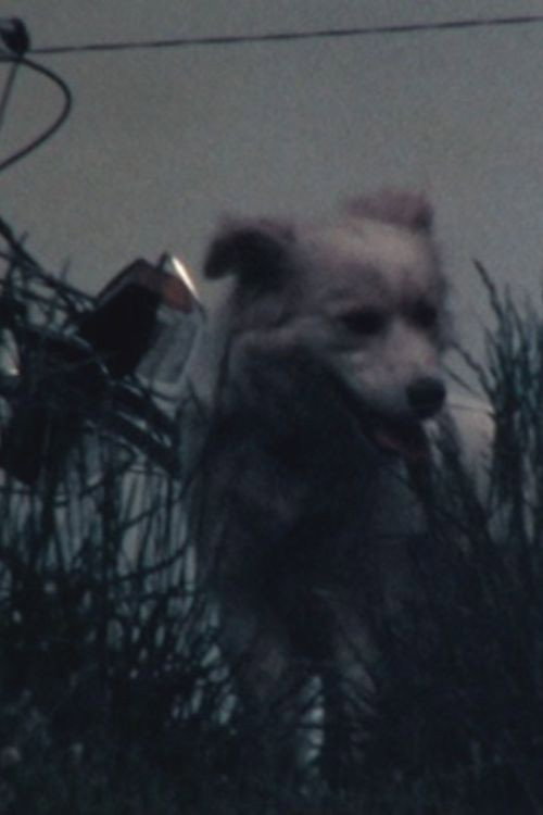 Movie poster for 白い犬 (1984)