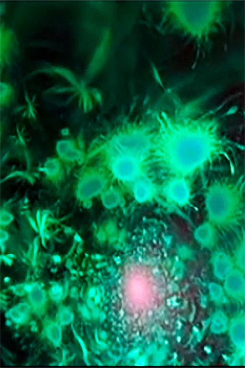 Movie poster for Water Ambiences (2011)