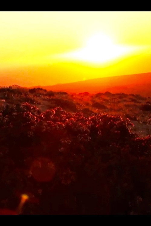 Movie poster for Todos tienen algo Desierto (2011)