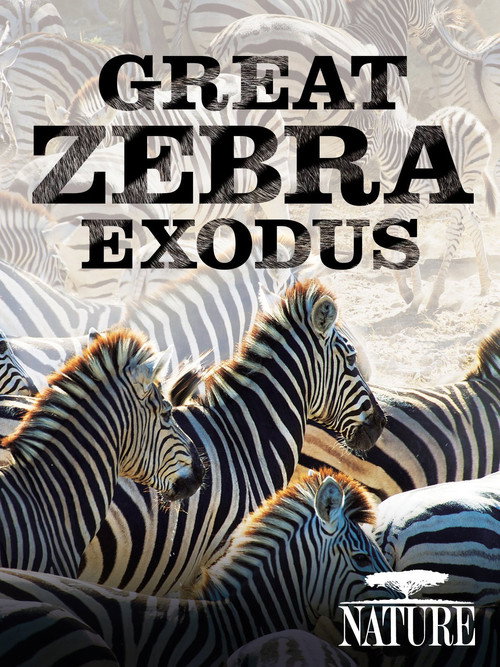 Movie poster for Nature: Great Zebra Exodus (2013)