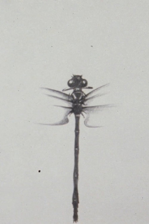 Movie poster for Dragonfly (1988)