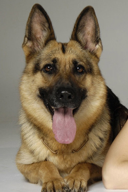 Pulsar Von Juliet profile