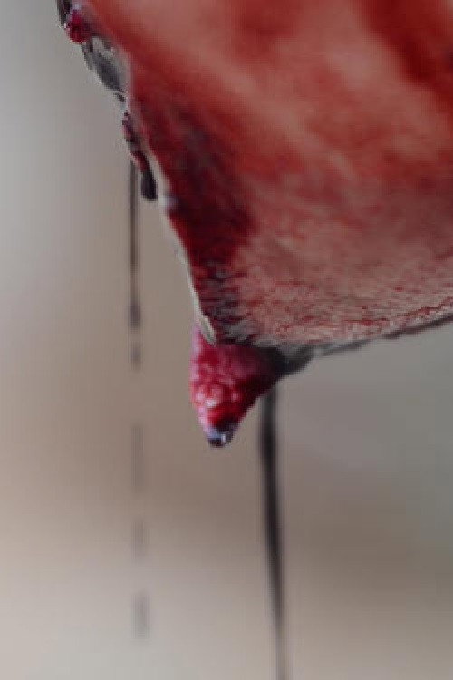 Movie poster for Meat (2018)