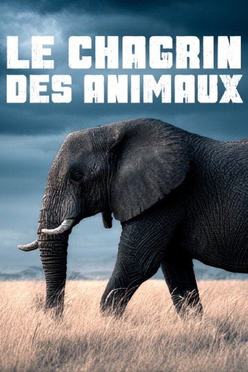 Movie poster for Le chagrin des animaux : mythe ou réalité ? (2025)