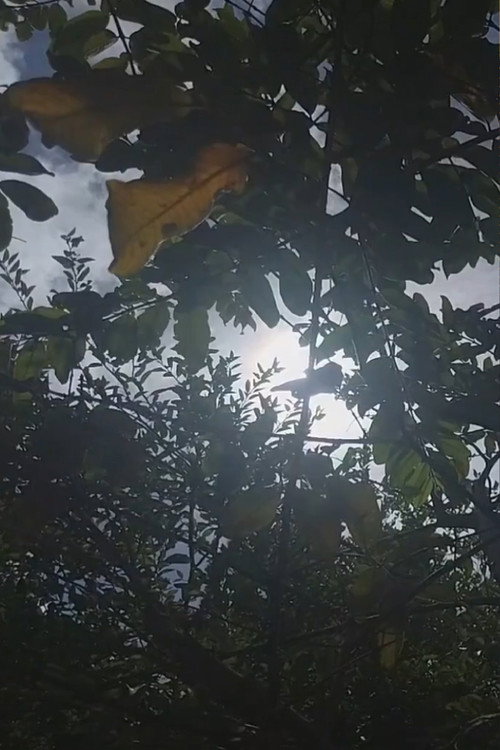 Movie poster for Em homenagem a Manoel Gomes da Silva ou Miguel Eloí (2025)