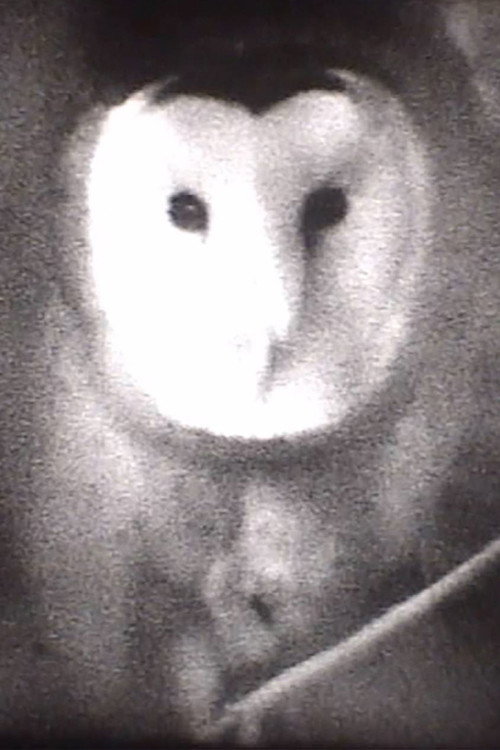 Movie poster for Owl (2004)