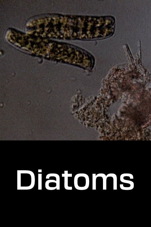 Movie poster for Diatoms (1968)