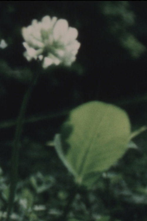 Movie poster for Wildflower (1982)