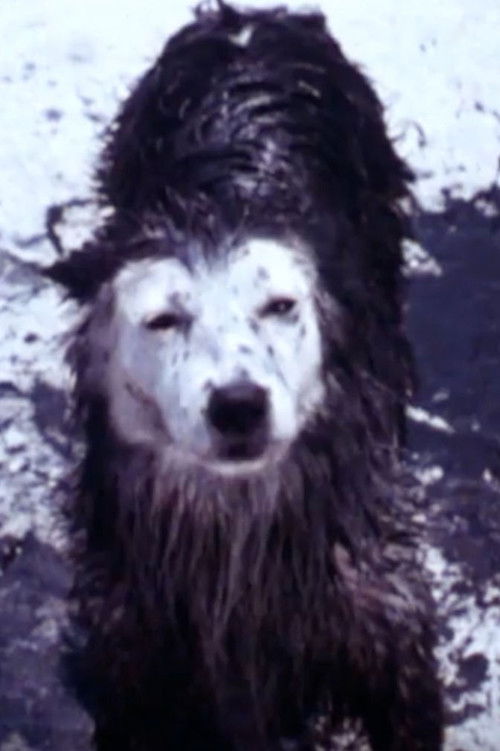 Movie poster for Harry the Dirty Dog (1987)