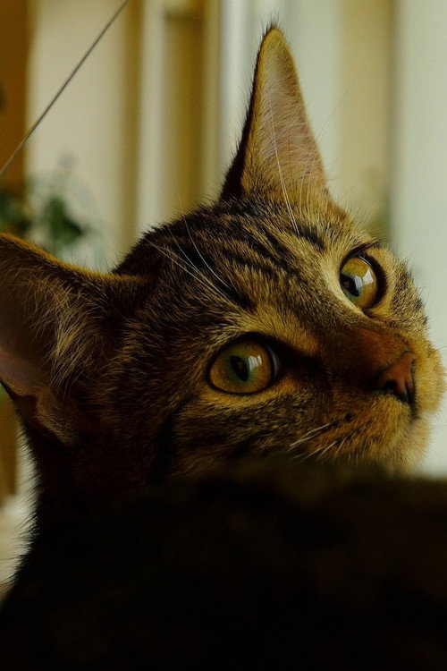 Movie poster for Neko (2021)