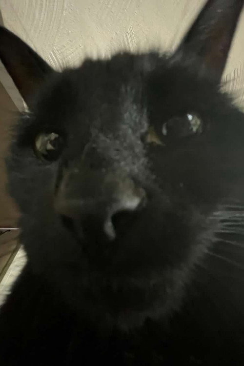 Photo of Bagherra The Cat, Acting