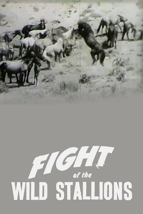 Movie poster for Fight of the Wild Stallions (1947)