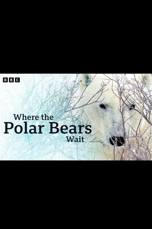 Movie poster for Where the Polar Bears Wait (2024)