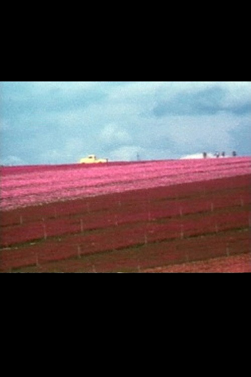 Movie poster for Flower Fields (1974)