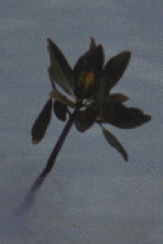 Movie poster for Mangrove Ring (1971)