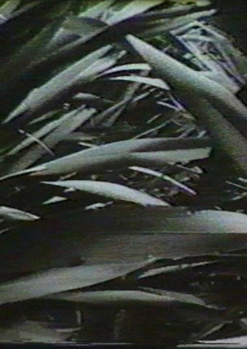 Movie poster for Sensation '77: Mimicry (1977)