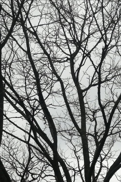 Movie poster for Tree Limbs (2025)