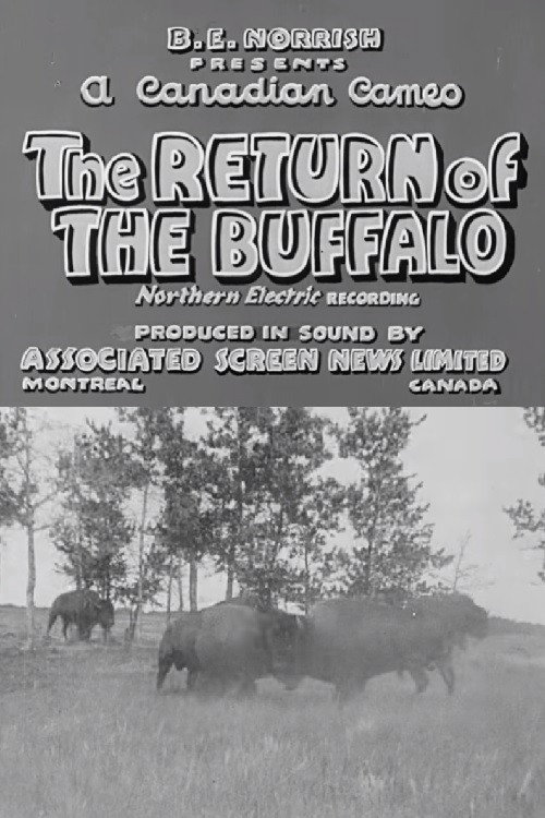 Movie poster for Return of the Buffalo (1938)