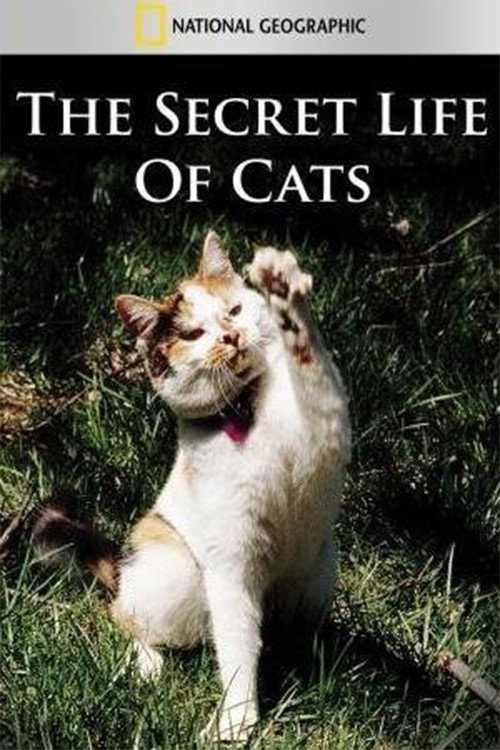 Movie poster for The Secret Life of Cats (1999)