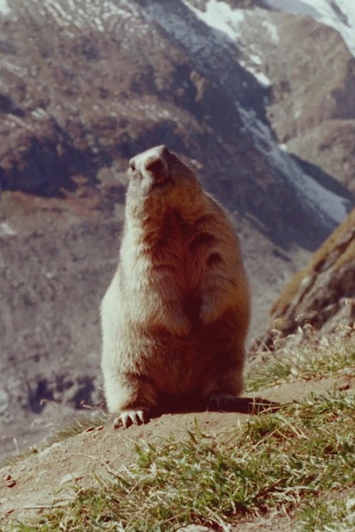 Movie poster for Marmot (1966)