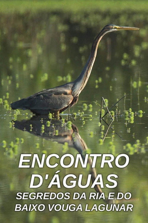 Encontro D'Águas - Segredos da Ria e do Baixo Vouga Lagunar poster