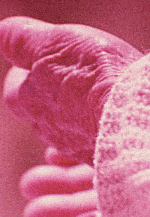 Movie poster for Elasticity (1975)