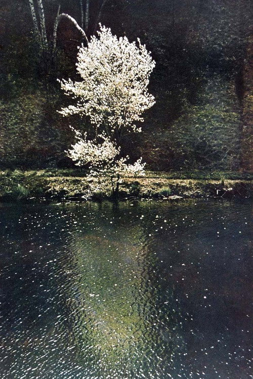 Movie poster for The Little Tree (1961)