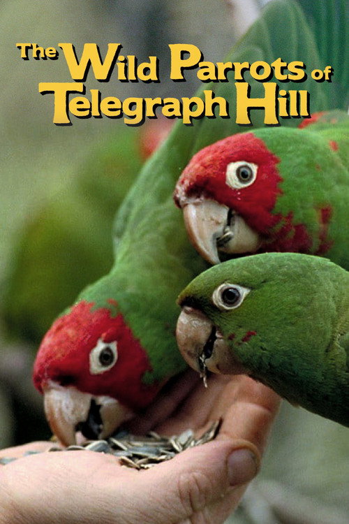 Movie poster for The Wild Parrots of Telegraph Hill (2003)