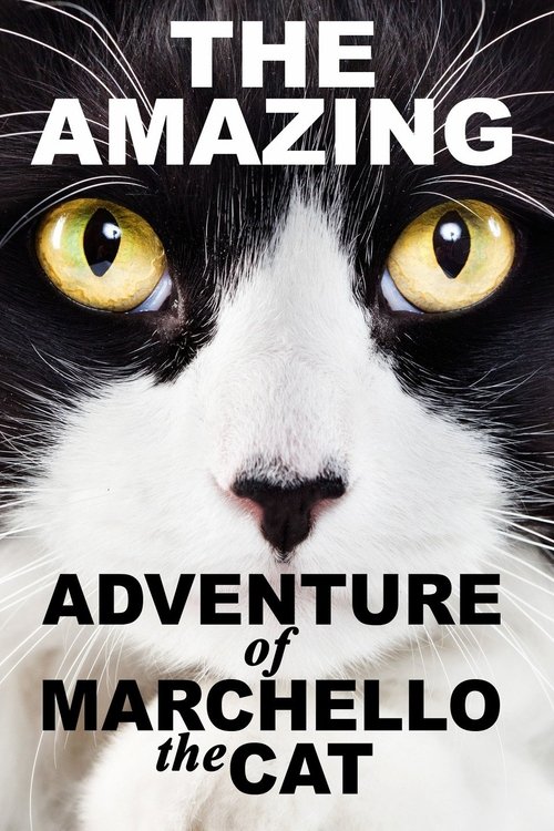 Movie poster for A Cat's Tale (2008)