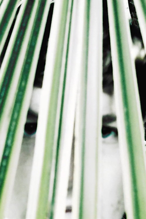 Movie poster for Longing of the idle plants (2022)