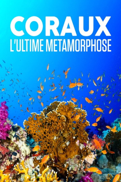 Movie poster for Corals, the ultimate metamorphosis (2019)