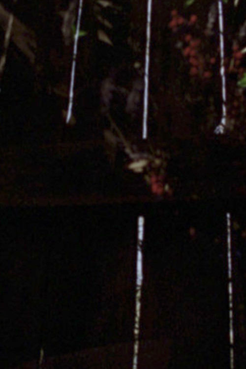 Movie poster for Garden Glimpses (2023)
