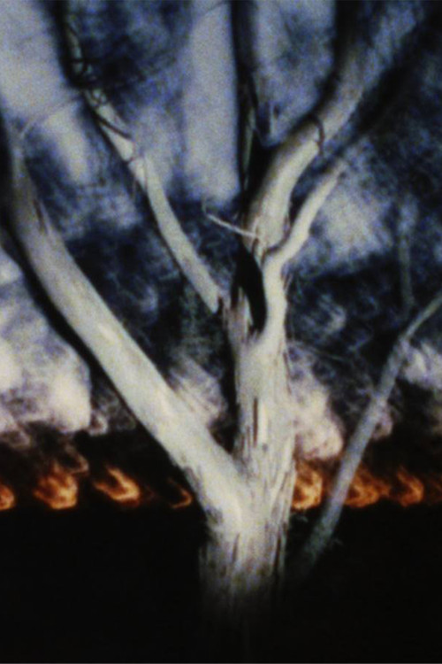 Movie poster for The Land at Night (2024)