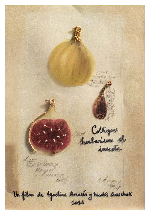 Movie poster for Colligare herbarium et insecta (2021)