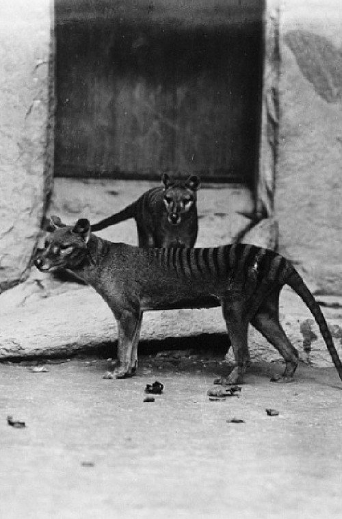 Movie poster for Thylacine Film (1933)