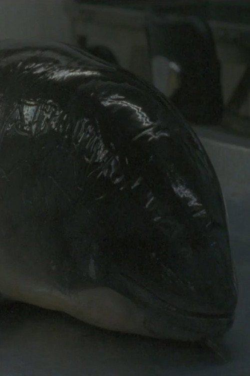 Movie poster for Necropsy of a Harbour Porpoise (Seeing From our Eyes into Theirs) (2015)