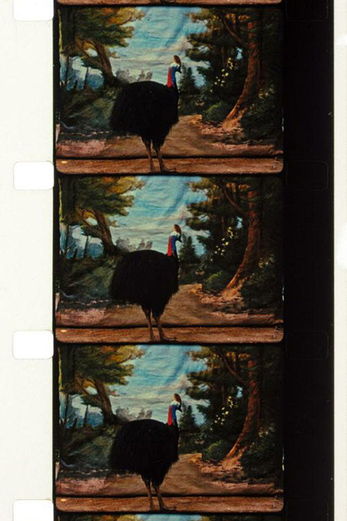 Movie poster for Cassowary (2010)