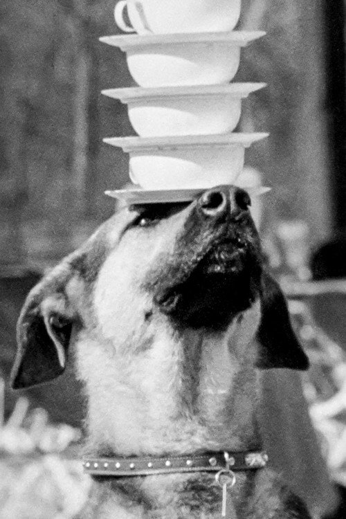 Movie poster for Doggie Chronicle (1959)
