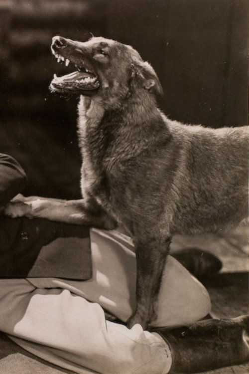 Movie poster for The Hound of Silver Creek (1928)