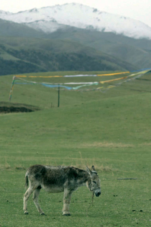 Movie poster for The Boys and the Donkey (2024)
