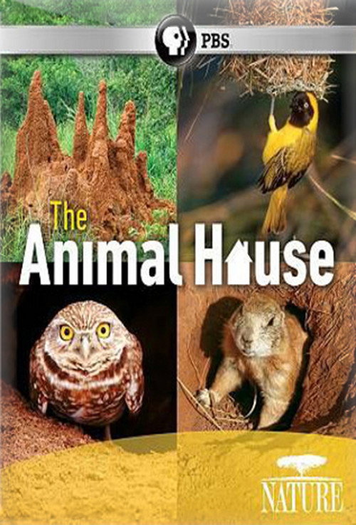 Movie poster for The Animal House (2011)