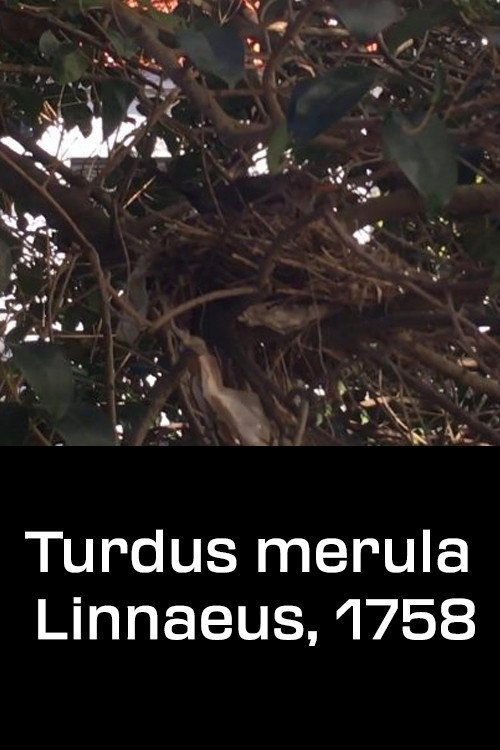 Movie poster for Turdus merula Linnaeus, 1758 (2020)