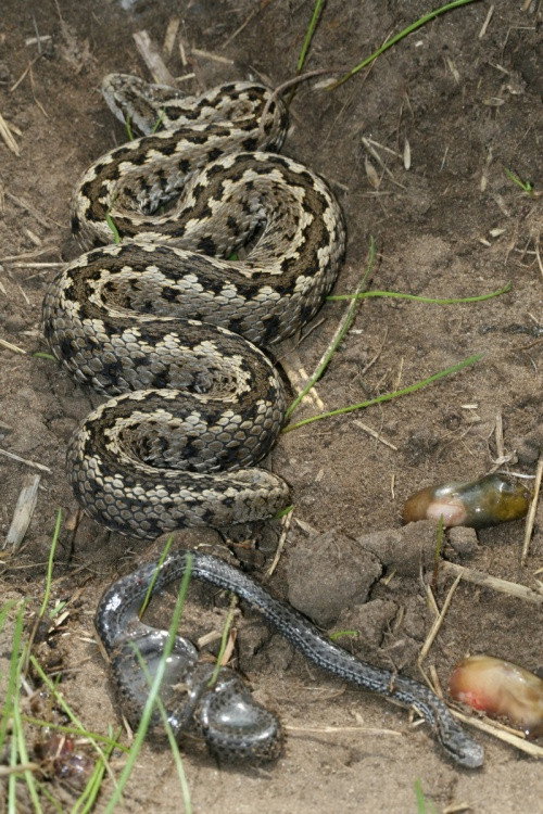 Movie poster for Vipera Life – A serpent’s life (2014)