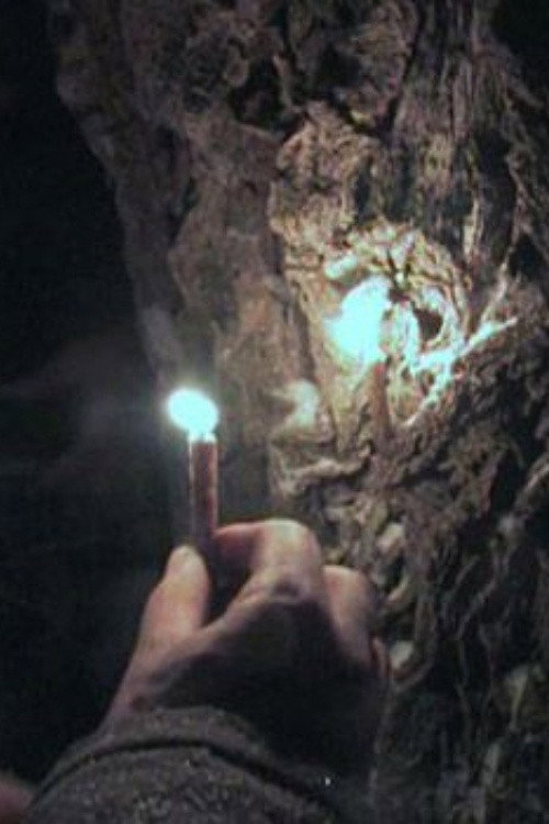 Movie poster for Through the Needles of Coniferous Trees (2012)