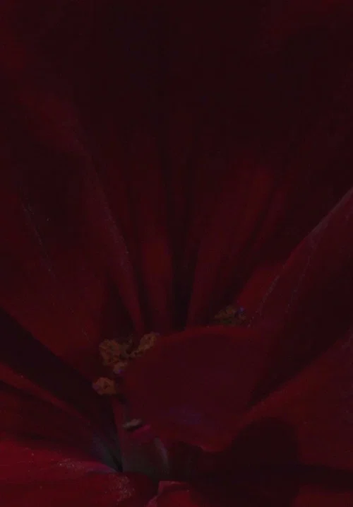 Movie poster for Flowerbed (2017)
