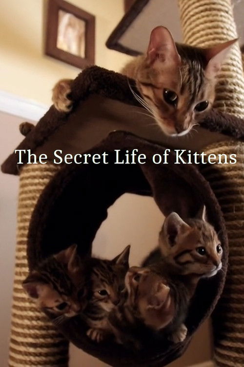 The Secret Life of Kittens poster